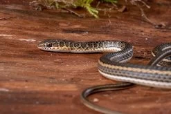 Ägyptische Sandrennnatter, Psammophis Sibilans -Fischbedarf Laden Aegyptische Sandrennnatter Psammophis sibilans 03