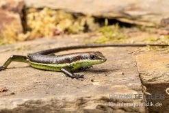 Afrika-Skink, Trachylepis Polytropis -Fischbedarf Laden Afrika Skink Trachylepis polytropis 3