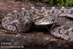 Afrikanische Eierschlange, Dasypeltis Scabra 11 Afrikanische Eierschlange, Dasypeltis Scabra -Fischbedarf Laden Afrikanische Eierschlange Dasypeltis scabra neu 3