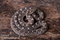 Afrikanische Eierschlange, Dasypeltis Scabra 13 Afrikanische Eierschlange, Dasypeltis Scabra -Fischbedarf Laden Afrikanische Eierschlange Dasypeltis scabra neu 5