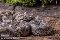 Afrikanische Eierschlange, Dasypeltis Scabra 14 Afrikanische Eierschlange, Dasypeltis Scabra -Fischbedarf Laden Afrikanische Eierschlange Dasypeltis scabra neu 6