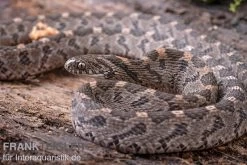 Afrikanische Eierschlange, Dasypeltis Scabra 15 Afrikanische Eierschlange, Dasypeltis Scabra -Fischbedarf Laden Afrikanische Eierschlange Dasypeltis scabra neu 9