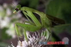 Afrikanische Gottesanbeterin, Sphodromantis Bioculata