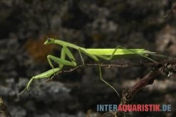 Afrikanische Gottesanbeterin, Sphodromantis Bioculata -Fischbedarf Laden Afrikanische Gottesanbeterin Sphodromantis bioculata 3
