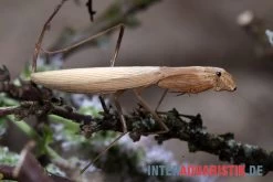 Afrikanische Gottesanbeterin, Sphodromantis Bioculata -Fischbedarf Laden Afrikanische Gottesanbeterin Sphodromantis bioculata 4
