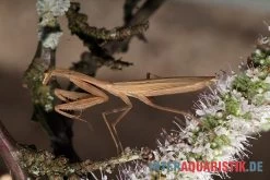 Afrikanische Gottesanbeterin, Sphodromantis Bioculata -Fischbedarf Laden Afrikanische Gottesanbeterin Sphodromantis bioculata 5
