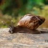 Afrikanische Riesenschnecke, Achatina Reticulata "wildfarben", DNZ 1 Afrikanische Riesenschnecke, Achatina Reticulata "wildfarben", DNZ -Fischbedarf Laden Afrikanische Riesenschnecke Achatina reticulata wildfarben DNZ 2
