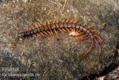 Schwarzkopf-Fähnchenskolopendra, Alipes Multicostis 7 Schwarzkopf-Fähnchenskolopendra, Alipes Multicostis -Fischbedarf Laden Alipes multicostis Schwarzkopf Faehnchenskolopendra Alipes multicostis 1