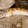 Apothekerskink, Scincus Scincus -Fischbedarf Laden Apothekerskink Scincus scincus 1