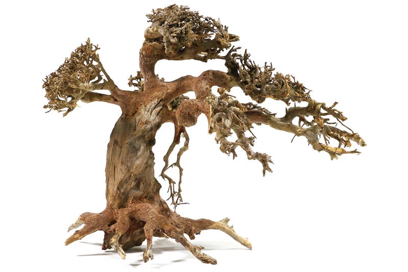 Aquadeco Aqua-Bonsai S, 15-20 Cm 4 Aquadeco Aqua-Bonsai S, 15-20 Cm – Bild 2