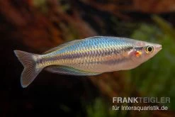 Aru-Regenbogenfisch, Melanotaenia Picta, 5 Tiere -Fischbedarf Laden Aru Regenbogenfisch Melanotaenia picta