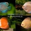 3 X Diskusfisch ASIA-NZ Im Mix, Symphysodon Discus, S 5-6 Cm -Fischbedarf Laden Asia Discus Bundle 2