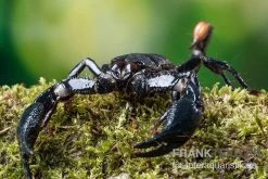 Asia-Skorpion, Heterometrus Longimanus -Fischbedarf Laden Asia Skorpion Heterometrus longimanus 3