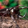 Atlaskäfer, Chalcosoma Atlas -Fischbedarf Laden Atlaskaefer Chalcosoma atlas 1