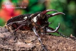 Atlaskäfer, Chalcosoma Atlas