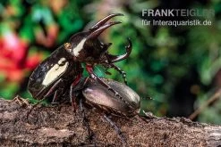 Atlaskäfer, Chalcosoma Atlas -Fischbedarf Laden Atlaskaefer Chalcosoma atlas 5