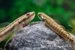 Atratus-Grundel, Stiphodon Atratus, 1 Paar -Fischbedarf Laden Atratus Grundel Stiphodon atratus 2