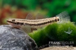 Atratus-Grundel, Stiphodon Atratus, 1 Paar -Fischbedarf Laden Atratus Grundel Stiphodon atratus 3