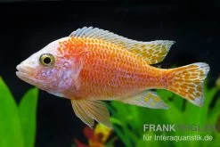 Aulonocara Nyassae "Pink"