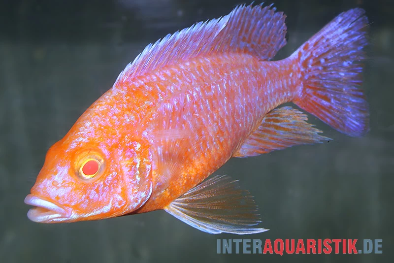 Aulonocara Spec. Dragon Blood Albino, DNZ 4 Aulonocara Spec. Dragon Blood Albino, DNZ – Bild 2