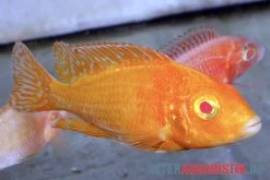 Aulonocara Spec. Dragon Blood Albino, DNZ 7 Aulonocara Spec. Dragon Blood Albino, DNZ -Fischbedarf Laden Aulonocara spec Dragon Blood albino 3