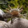 Axolotl Naturfarben, Ambystoma Mexicanum -Fischbedarf Laden Axolotl Wildling 1