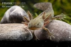 Axolotl Naturfarben, Ambystoma Mexicanum -Fischbedarf Laden Axolotl Wildling 2