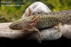 Axolotl Naturfarben, Ambystoma Mexicanum -Fischbedarf Laden Axolotl Wildling 3