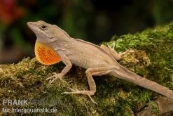 Bahama-Anolis, Anolis Sagrei