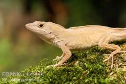 Bahama-Anolis, Anolis Sagrei -Fischbedarf Laden Bahama Anolis Anolis sagrei 3