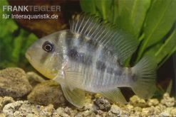 Ballonkopf Erdfresser, Gymnogeophagus Balzani -Fischbedarf Laden Ballonkopf Erdfresser Gymnogeophagus balzani 1