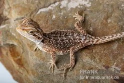 Bartagame, Pogona Vitticeps, Farbmix -Fischbedarf Laden Bartagame Pogona vitticeps Dunner Red Bearded Dragon 5