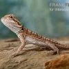 Bartagame, Pogona Vitticeps, Farbmix -Fischbedarf Laden Bartagame Pogona vitticeps Leatherback Striped 6