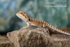Bartagame, Pogona Vitticeps, Farbmix -Fischbedarf Laden Bartagame Pogona vitticeps Red Bearded Dragon 11
