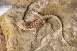 Bartagame, Pogona Vitticeps, Farbmix -Fischbedarf Laden Bartagame Pogona vitticeps Red Bearded Dragon 3