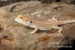 Bartagame, Pogona Vitticeps, Farbmix -Fischbedarf Laden Bartagame Pogona vitticeps Red Hypo Striped 8