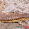Berberskink, Eumeces Schneiderii -Fischbedarf Laden Berberskink Eumeces schneiderii neu 1