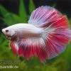 Halfmoon Kampffisch Multi Color NZ, Männchen, Betta Splendens 2 Halfmoon Kampffisch Multi Color NZ, Männchen, Betta Splendens -Fischbedarf Laden Betta splendens Half Moon Multicolor 2 18