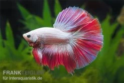 Halfmoon Kampffisch Multi Color NZ, Männchen, Betta Splendens