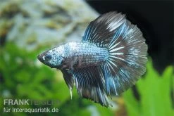 Halfmoon Kampffisch Multi Color NZ, Männchen, Betta Splendens -Fischbedarf Laden Betta splendens Half Moon Multicolor 3