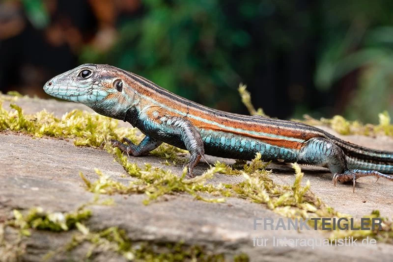 Blackbelly Racerunner, Aspidoscelis Deppii 4 Blackbelly Racerunner, Aspidoscelis Deppii – Bild 2