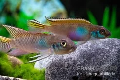 Blauer Kongocichlide, Nanochromis Parilus 9 Blauer Kongocichlide, Nanochromis Parilus -Fischbedarf Laden Blauer Kongocichlide Nanochromis parilus 1 Paar 2