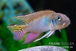 Blauer Kongocichlide, Nanochromis Parilus 10 Blauer Kongocichlide, Nanochromis Parilus -Fischbedarf Laden Blauer Kongocichlide Nanochromis parilus 1 Paar 4