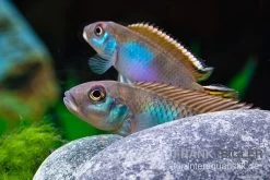 Blauer Kongocichlide, Nanochromis Parilus 11 Blauer Kongocichlide, Nanochromis Parilus -Fischbedarf Laden Blauer Kongocichlide Nanochromis parilus 1 Paar 5