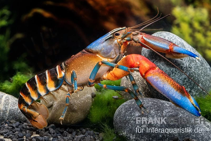 "Blue Claw" Tigerkrebs, Cherax Peknyi Var. "Blue Claw" 4 "Blue Claw" Tigerkrebs, Cherax Peknyi Var. "Blue Claw" – Bild 2
