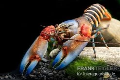 "Blue Claw" Tigerkrebs, Cherax Peknyi Var. "Blue Claw" 13 "Blue Claw" Tigerkrebs, Cherax Peknyi Var. "Blue Claw" -Fischbedarf Laden Blue Claw Tigerkrebs Cherax peknyi var Blue Claw neu