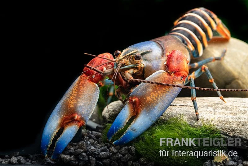 "Blue Claw" Tigerkrebs, Cherax Peknyi Var. "Blue Claw" 8 "Blue Claw" Tigerkrebs, Cherax Peknyi Var. "Blue Claw" – Bild 6