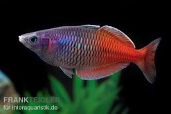 Boesemans Regenbogenfisch Rot, Melanotaenia Boesemani RED, DNZ -Fischbedarf Laden Boesemans Regenbogenfisch RED Melanotaenia boesema 1