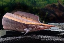 Borneo-Stachelaal, Macrognathus Cf. Tapirus -Fischbedarf Laden Borneo Stacheaal Macrognathus cf tapirus 14
