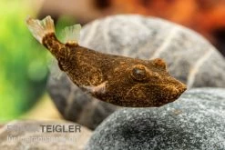 Brauner Kugelfisch, Tetraodon Miurus 9 Brauner Kugelfisch, Tetraodon Miurus -Fischbedarf Laden Brauner Kugelfisch Tetraodon miurus 2